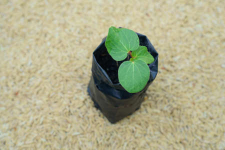 Young plant on paddy rice backgroundの写真素材
