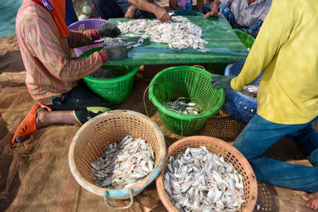Local fishing, fresh from the seaの写真素材