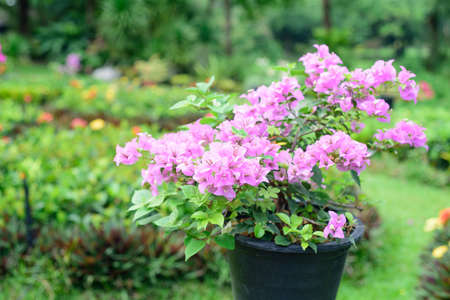 The Bougainvillea in the gardenの写真素材