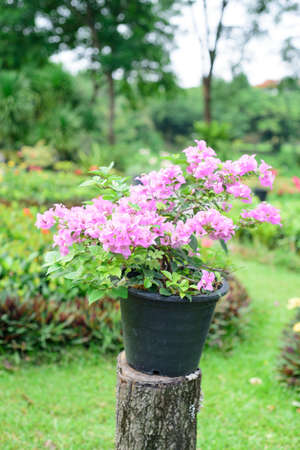 The Bougainvillea in the gardenの写真素材