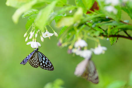 The butterfly smell flowers after the rainの写真素材