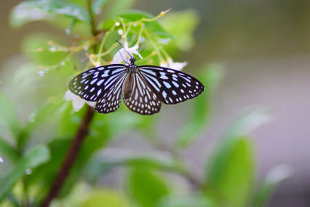 The butterfly smell flowers after the rainの写真素材