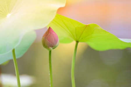 The budding pink lotus and its leavesの写真素材