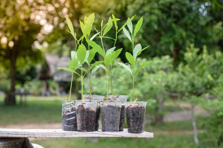 Preparing young plants and watering can to do gardening.の写真素材