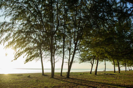 The line of pine tree on the sand beside the seaの写真素材