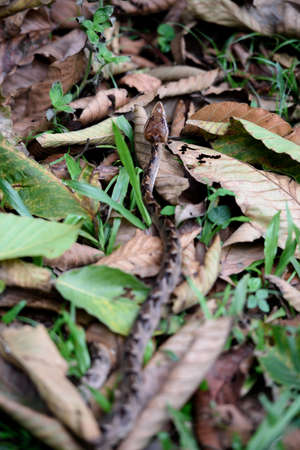 malayan pit viper on dried leaf