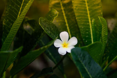 Plumeria flower with rainy dropの写真素材