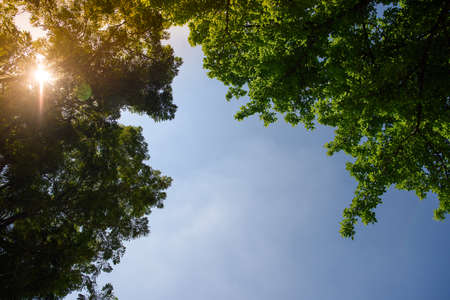 Look up at the sky, find the branches, leaves and the sky.