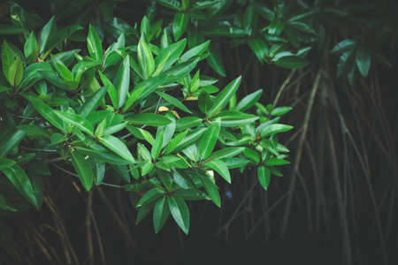 The leaves of the mangroves spread out as a pattern.の写真素材