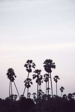 Beautiful light in the palm trees.の写真素材