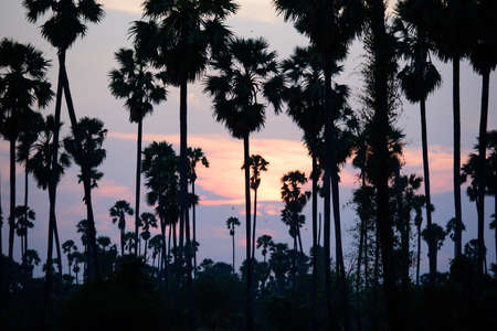 Beautiful light in the palm trees.の写真素材