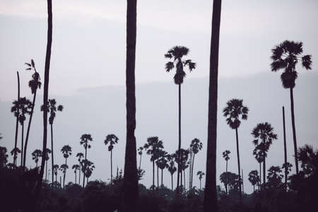 Beautiful light in the palm trees.の写真素材