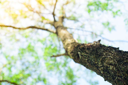 Theâ brances of big tree fromâ ant's eyes view.の写真素材