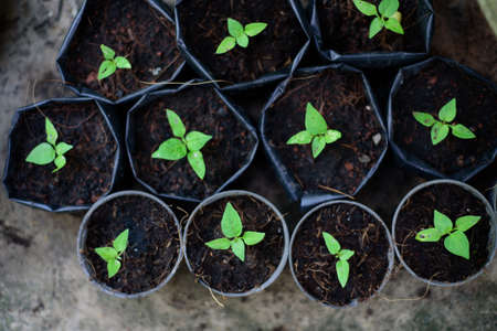 Top view Small seedlings are in black pots.
