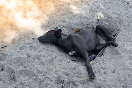 Black dog sleeps on the sand in the garden.の写真素材