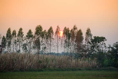 Big sun Move through the big tree. See the beautiful twilight in winter.の写真素材