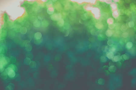 Blur of green trees in the garden with sunlight.
