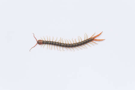 Centipede is walking with many legs. On white paper floorの写真素材