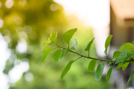 Water drops on green leaves, Bokeh on backgroundの写真素材