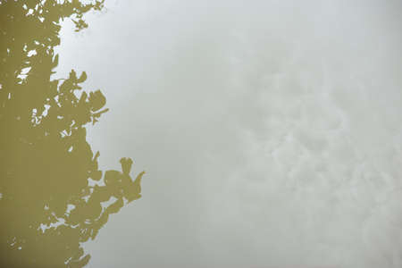 The leaves reflect in the water. Become a frame for text input.の写真素材