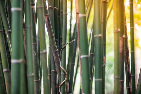 Green snake escaping danger Climb up on bamboo shoots.の写真素材