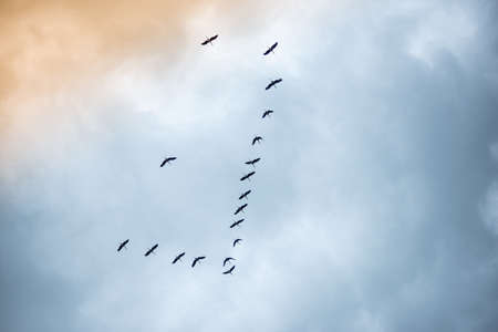 Many birds are moving by flying on a cloudy day.の写真素材