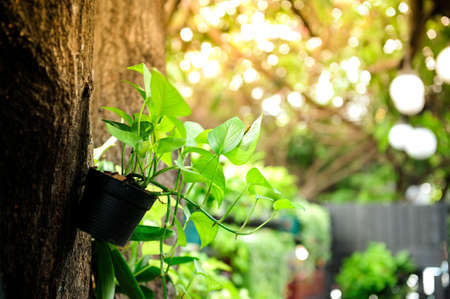 A small green tree decorates the terrace.の写真素材