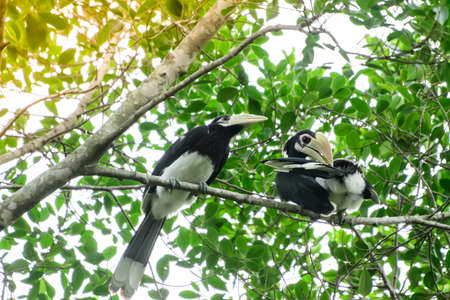 Hornbills perched on a branch Showing the abundance of forest, good environmentの写真素材
