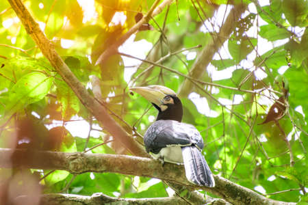 Hornbills perched on a branch Showing the abundance of forest, good environment