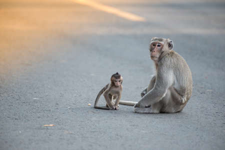In the forest, there is nothing to eat. The monkey then came down to look for food on the streets that are traveling.の写真素材