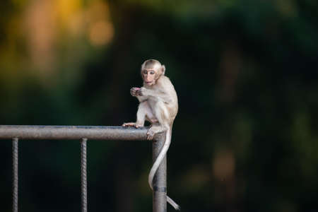 The baby monkeys are playing naughty, looking lonely alone while waiting for the mother.の写真素材