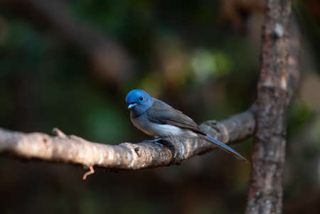 Black-naped Monarch, Considered as a small, cute, beautiful color that bird watchers like to see in the deep forest. Perching on a branchの写真素材