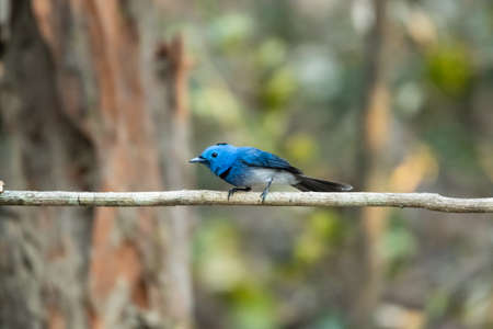 Black-naped Monarch, Considered as a small, cute, beautiful color that bird watchers like to see in...
