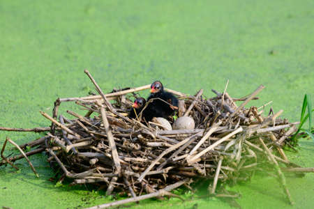 Baby birds and bird eggs are waiting for the mother to feed in the nest.の写真素材
