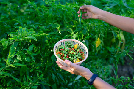 Fresh chili, eggplant vegetables are being collected from the plot. To cookの写真素材