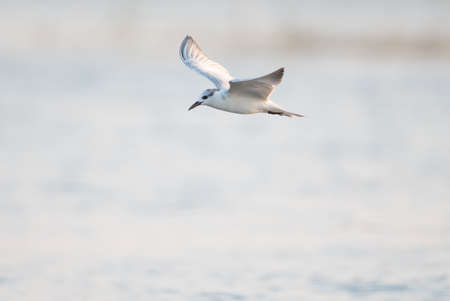 The seagull is flying freely With a beautiful posture Lake area