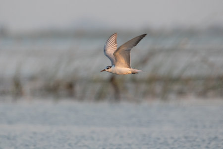 The seagull is flying freely With a beautiful posture Lake areaの写真素材
