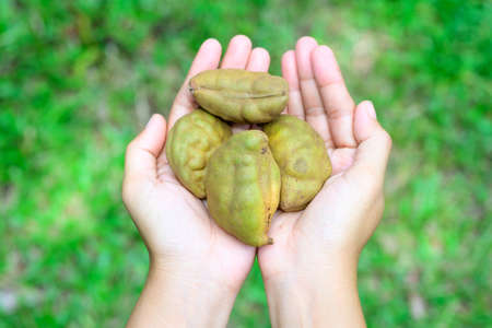 A small, beautiful, rare bird, perched on a branch in the forest, looking for food.の写真素材