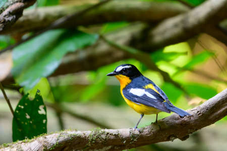 A small, beautiful, rare bird, perched on a branch in the forest, looking for food.の写真素材