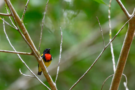 A small, beautiful, rare bird, perched on a branch in the forest, looking for food.の写真素材