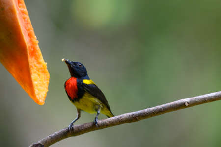 A small, beautiful, rare bird, perched on a branch in the forest, looking for food.の写真素材