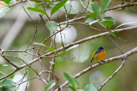 A small, beautiful, rare bird, perched on a branch in the forest, looking for food.の写真素材