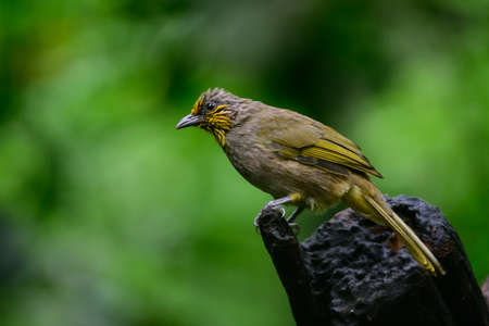 White-crested Laughingthrush are looking for food near a pond in the big forest.の写真素材