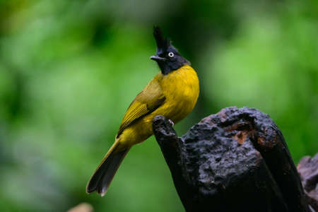 White-crested Laughingthrush are looking for food near a pond in the big forest.の写真素材