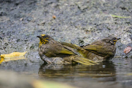 Pitta moluccensis bird is standing After swimming in the pond to cool offの写真素材