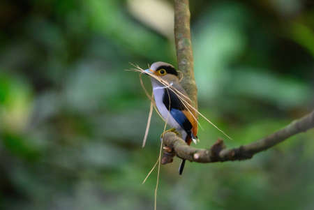 silver-breasted broadbill bird Taking dry wood to make a nest before the coming mating seasonの写真素材