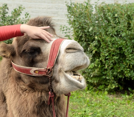 girl strokes a camel and he moans in pleasure.の写真素材
