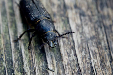 The Capricorn beetle on wooden surface. Serious threat to wood.