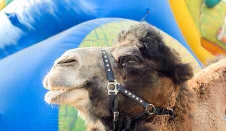 Profile view of the camel on multicolor background.