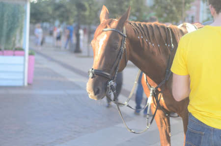 Portrait of a horse and rider standing next to each other on a sunny summer day.Concept of love for...